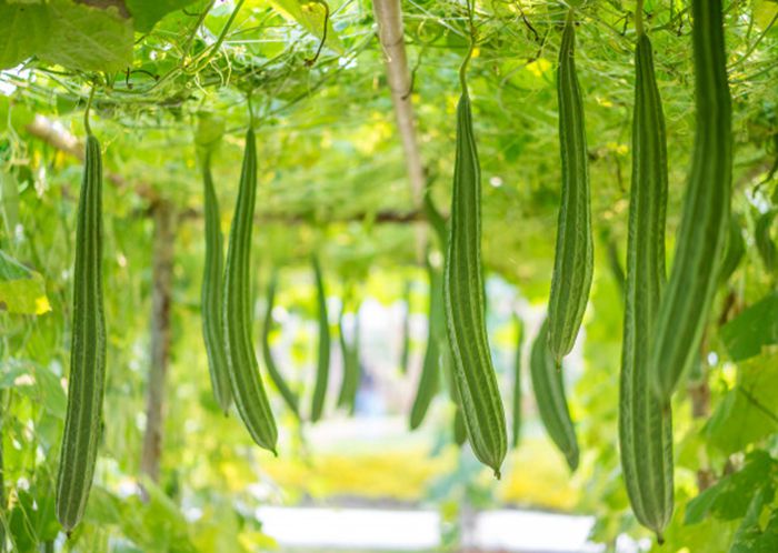 plantation Algérie